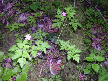 Geranium robertianum / Geranio di S.Roberto